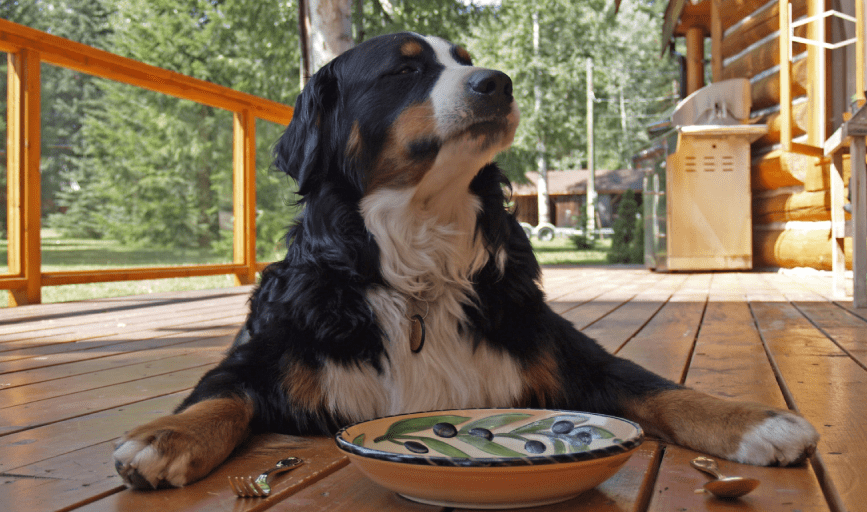 DOG TRAINING